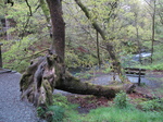 SX22263 Regrown blown over tree near Skelwith Force Waterfall.jpg